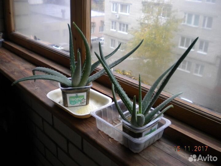 Продам цветы алоэ- вера