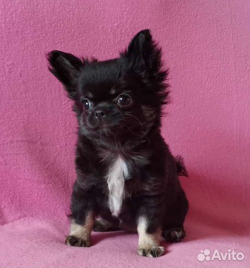 Чихуахуа девочка