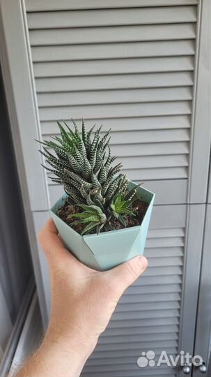 Суккуленты и крассулы