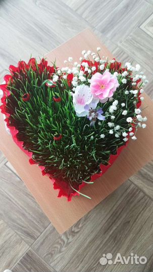 Семени,трава для животных