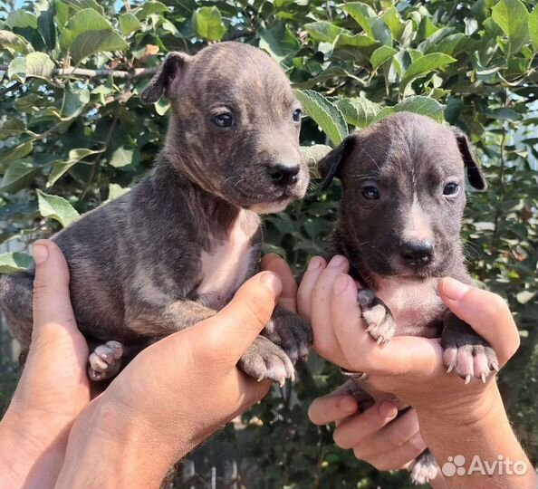 Щенки Амстафф