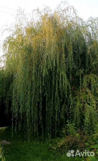 Декоративные кустарники