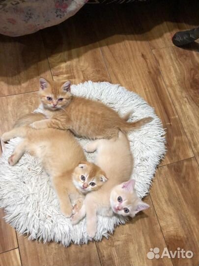 Шотландец вязка