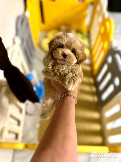 Мальтипу f1 Супер mini мальчик