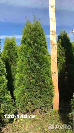 Туя смарагд пушистые