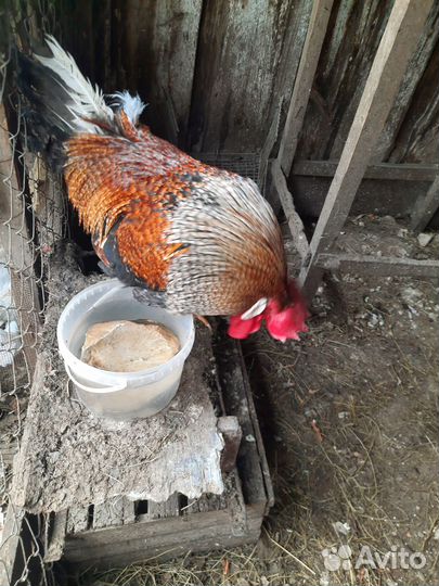 Петух,хозяин двора,в рязани
