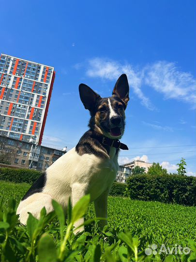 Альма в добрые ручки