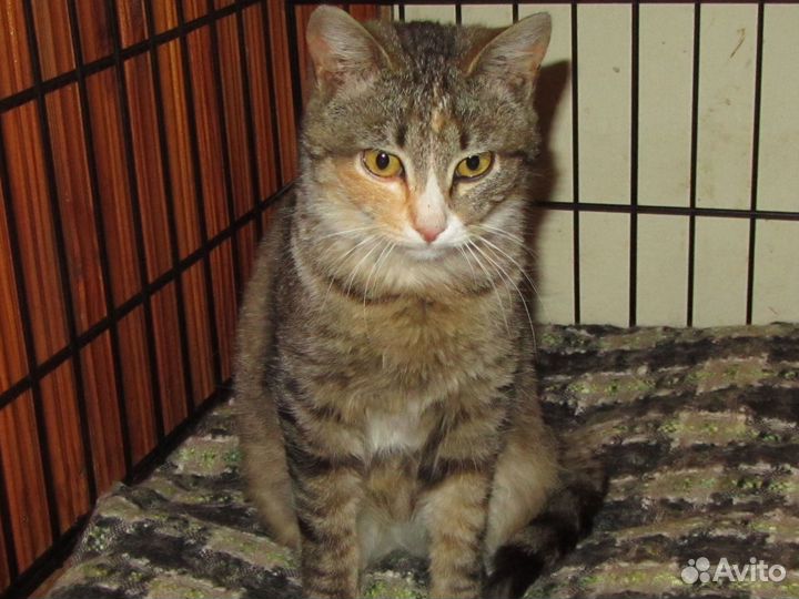 Кошечка табби