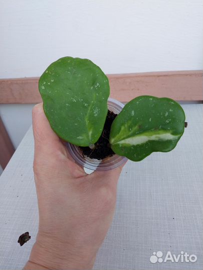 Домашние растения