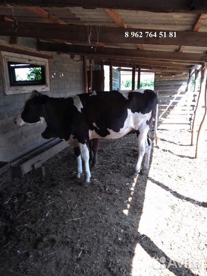 Телка 1.1 месяц