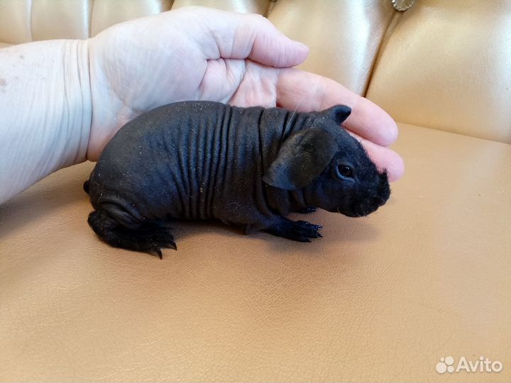 Морские свинки голые малыши с доставкой на адрес