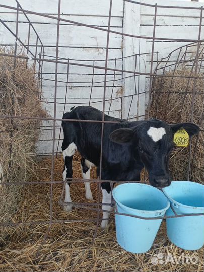 Продажа телят (бычки)