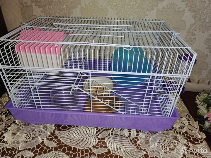 Хомяк сирийский с клеткой