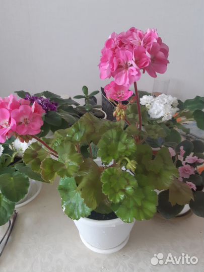 Пеларгония герань