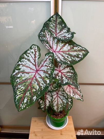 Caladium Tapestry