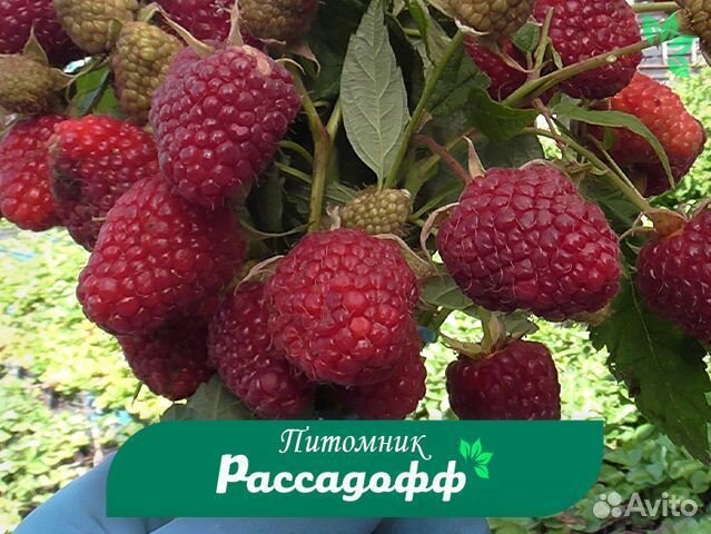 Саженцы малины. Зимостойкие сорта