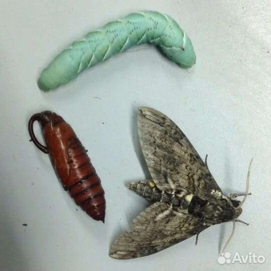 Табачный бражник