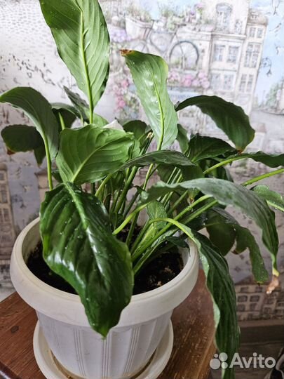 Комнатные цветы