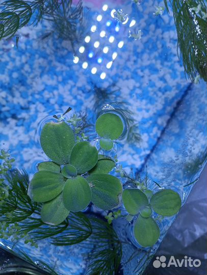 Пистия Криптокорина Роголистник водоросли