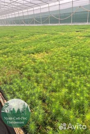 Зкс и окс Сосна Ель Лиственница сеянцы Голуб горн