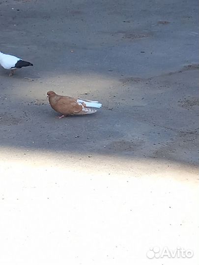 Ижевские и пермские жёлтые голуби