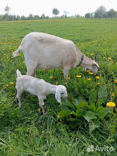 Козы дойные