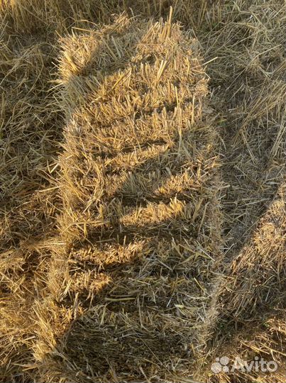 Солома пшеничная в кв. Тюках (есть доставка)