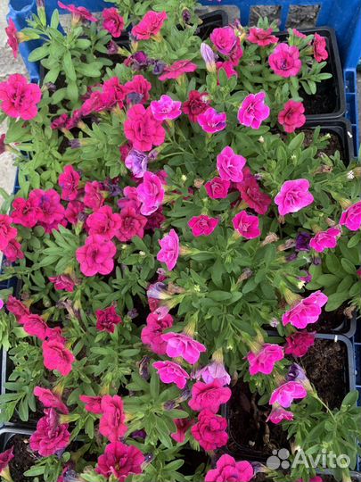 Калибрахоа, петуния, бакопа, алиссум, лабелия