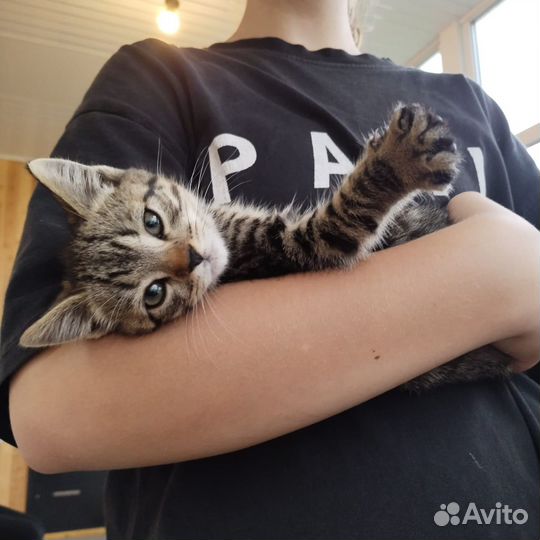 Очаровательные котята