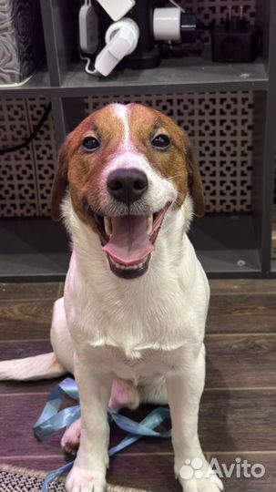 Джек рассел случка