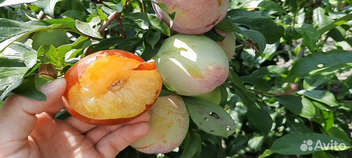 Саженцы Сливы Бербанк Гигант