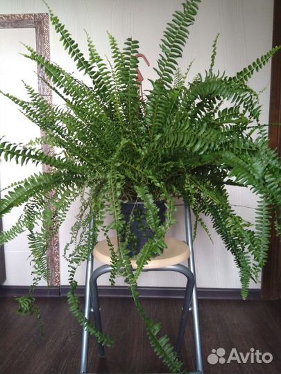 Эффектные декоративно-листные комнатные растения