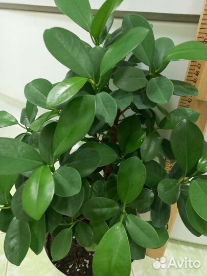 Фикус макломе