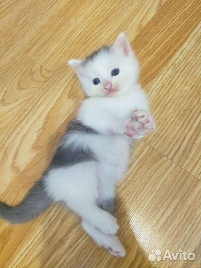 Милые котята