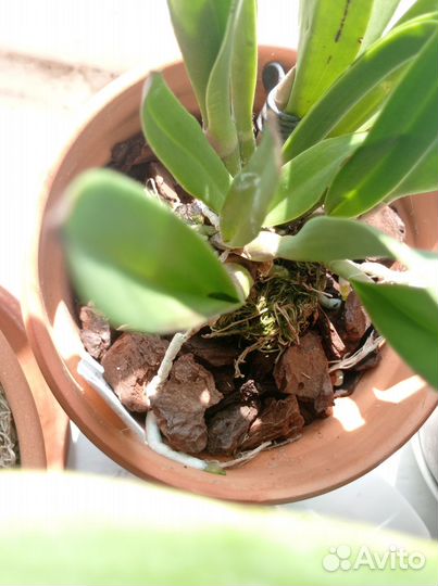 Орхидея каттлея