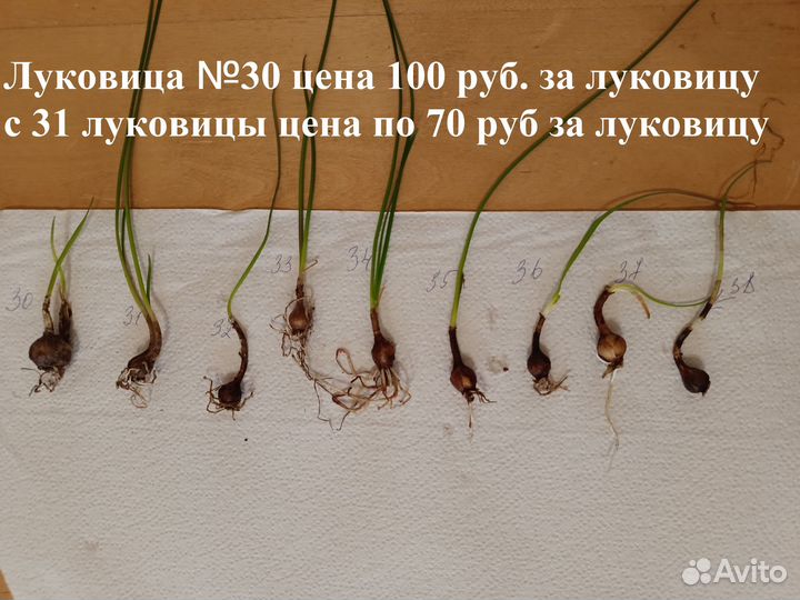 Зефирантес выскочка сортовой - ассорти