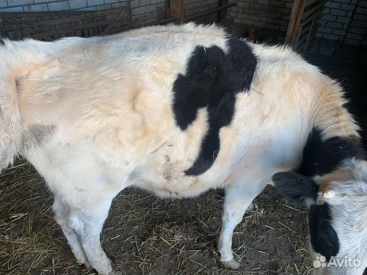 Телка бычок телята