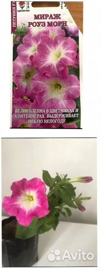 Рассада петунии