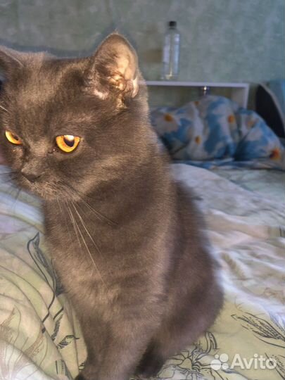 Отдам бесплатно британского кота