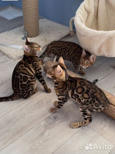 Бенгальские котята шоу класс