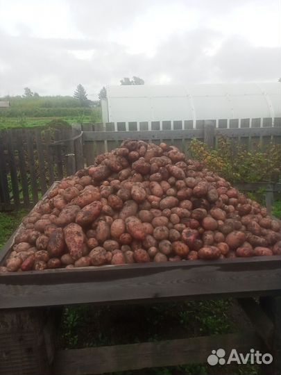 Продам картофель