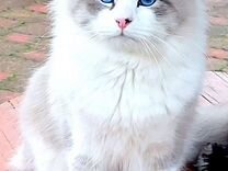 Невский маскарадный кот.Вязка
