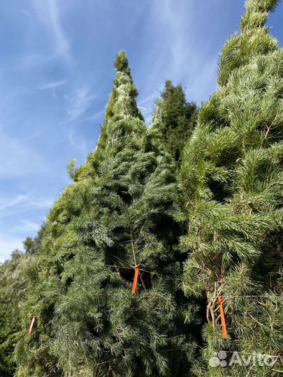 Сосна обыкновенная 470 см