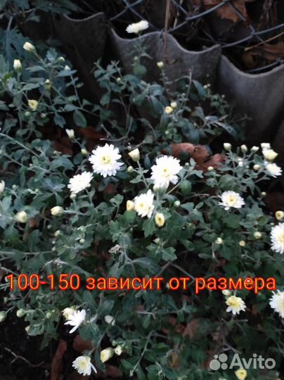 Мультифлора