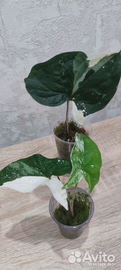 Сингониумы сортовые