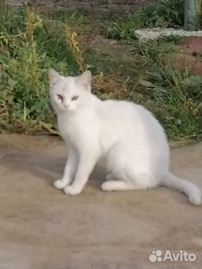 Кошка в дар