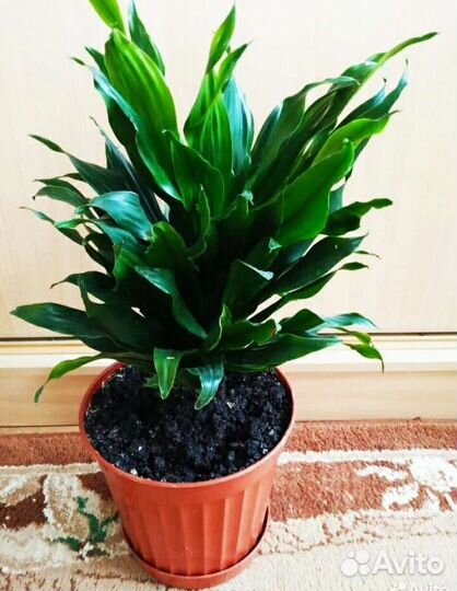 Драцена, Сингониум