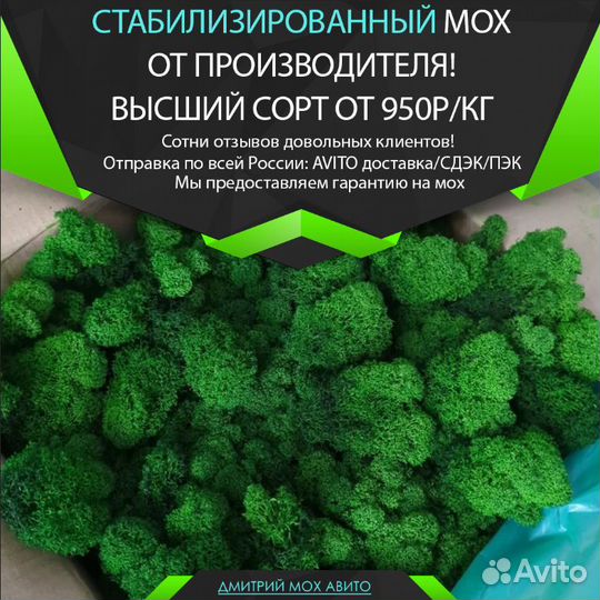 Стабилизированный мох ягель, для стен, картин