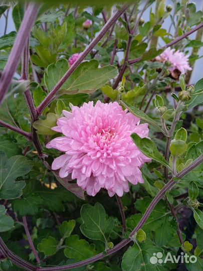 Хризантема кустовая