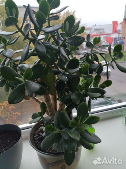 Цветы домашние